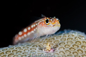 Coral Blenny by Taner Atilgan 